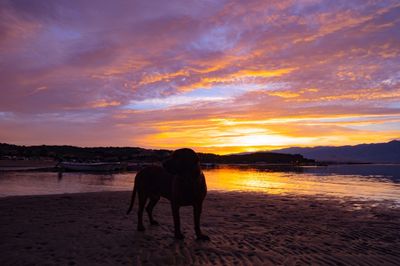 Silhouette horse standing on beach against sky during sunset