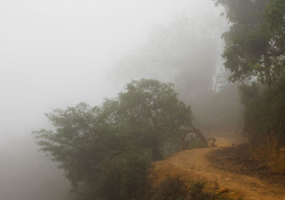 Trees on landscape against sky