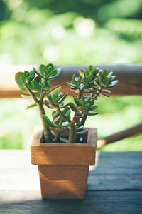 Close-up of plant on wooden surface