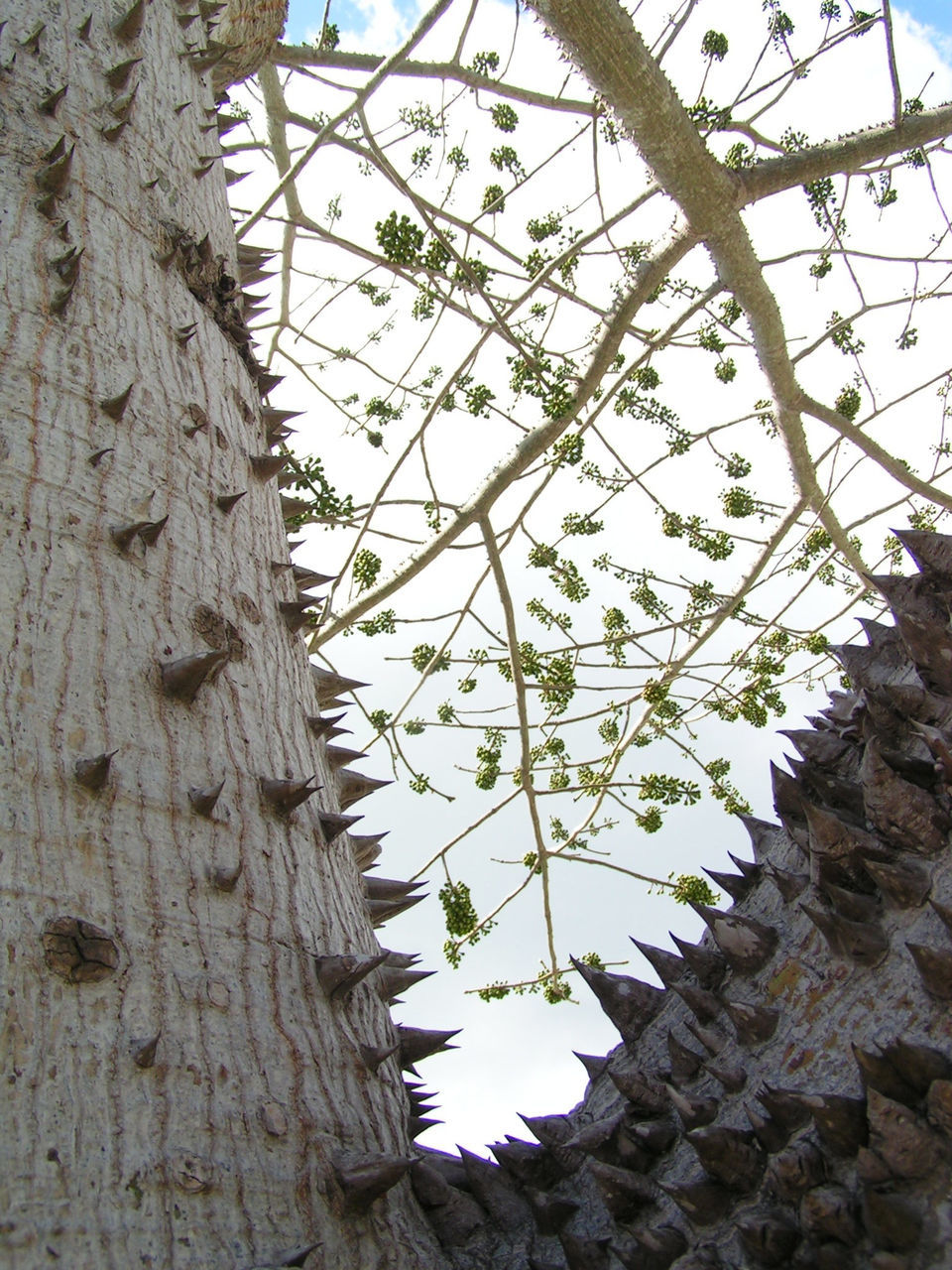 tree, low angle view, branch, tree trunk, leaf, growth, nature, textured, day, close-up, sky, no people, outdoors, sunlight, tranquility, clear sky, bark, natural pattern, focus on foreground, beauty in nature