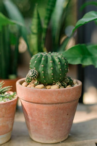 Close-up of succulent plant in pot