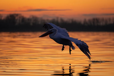 Bird flying over lake during sunset