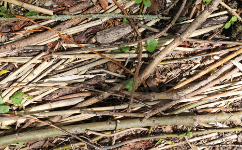 High angle view of dried leaves on field