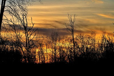 Silhouette plants against sky at sunset