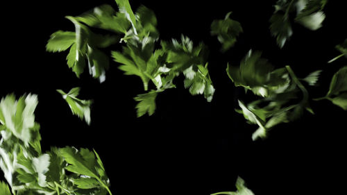 leaf