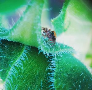 Close-up of insect on leaf