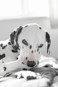 Close-up portrait of dog lying down on bed