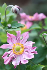 Close-up of pink flower