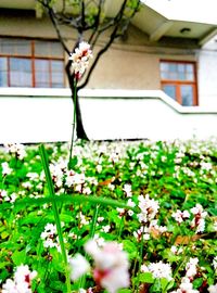 Close-up of white flowers blooming in yard