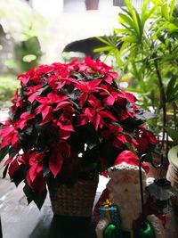 Close-up of red flowers