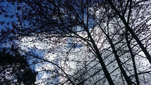 Low angle view of tree against sky