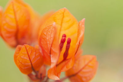 Bougainvillea close-up