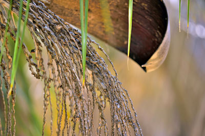 Close-up of fresh hanging against wall