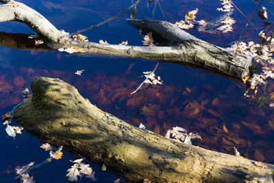 Close-up of dead fish in water