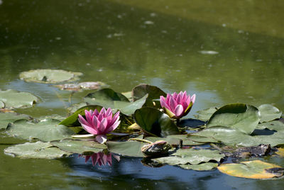 Pink water lily in lake