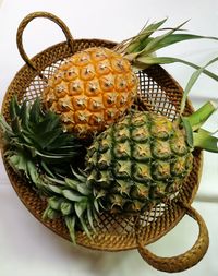 Close-up of succulent plant in basket