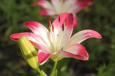 Close-up of pink flower blooming outdoors