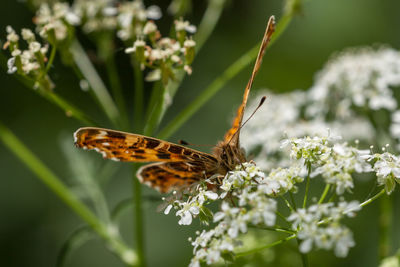 Close-up of butterfly pollinating on flower