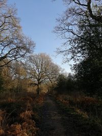 Footpath amidst trees against sky