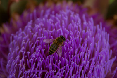 Close-up of insect on purple flower