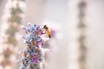 Close-up of bee pollinating on purple flower