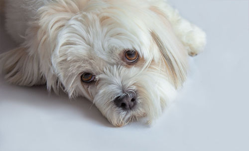 Close-up portrait of a dog