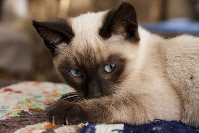 Close-up portrait of cat