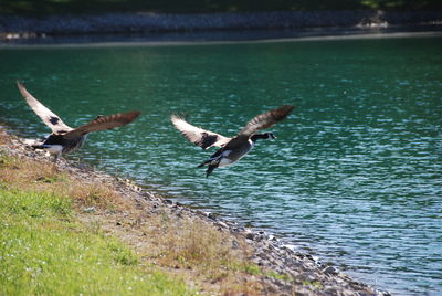 Seagulls flying over lake