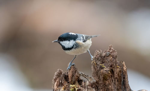 Close-up of bird perching on branch