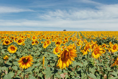 Yellow flowers blooming in field against sky