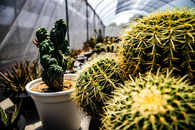 Potted plants in greenhouse