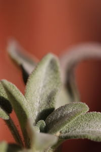 Close-up of succulent plant