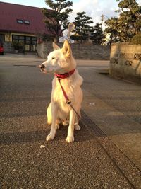 Dog on road