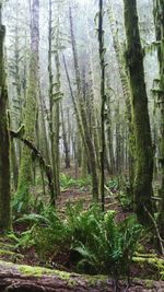 View of trees in forest