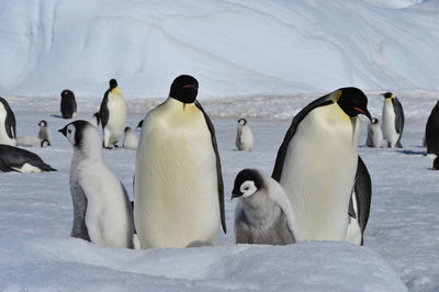 View of birds in snow