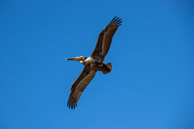 Low angle view of eagle flying in sky