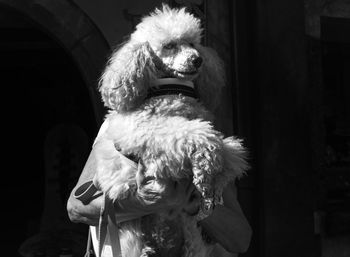 Close-up of person holding dog in darkroom