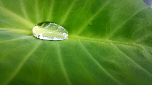 Close-up of water drops on leaf