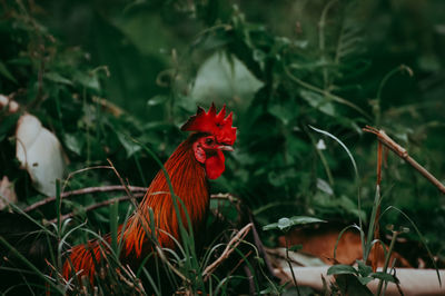 View of a bird against plants