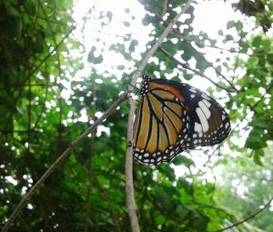 Close-up of butterfly perching on tree