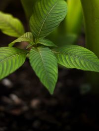 Close-up of green leaves