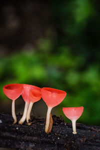 Close-up of red mushroom growing on land