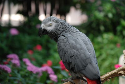 Close-up of parrot perching on tree