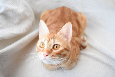 High angle view of cat lying on bed