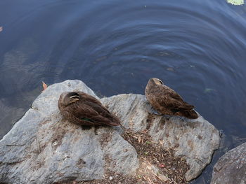 High angle view of birds on rock in lake