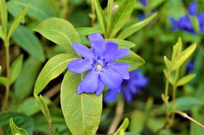 Close-up of purple flowering plant