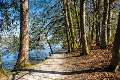 Footpath amidst trees in forest