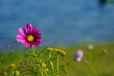 Close-up of pink cosmos flower