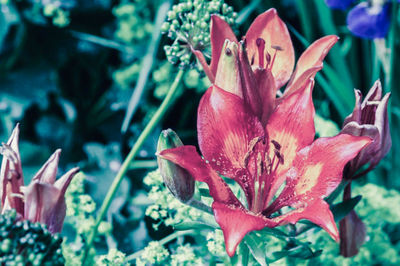 Close-up of day lily blooming outdoors