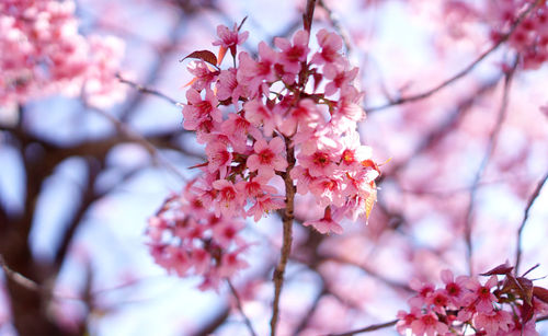 Low angle view of cherry blossom